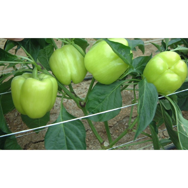Σπόρος Πιπεριά DOLMY F1 (dolma) 500 σπόρων Syngenta ΕΛΑΝΚΟ ΕΛΛΑΣ