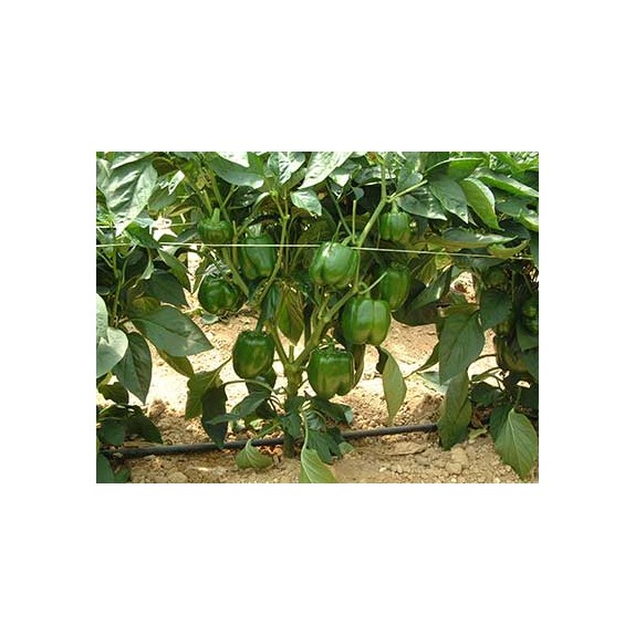 nan – Δημιουργεί αίσθηση πολυτέλειας χωρίς κόπο | iroots.gr