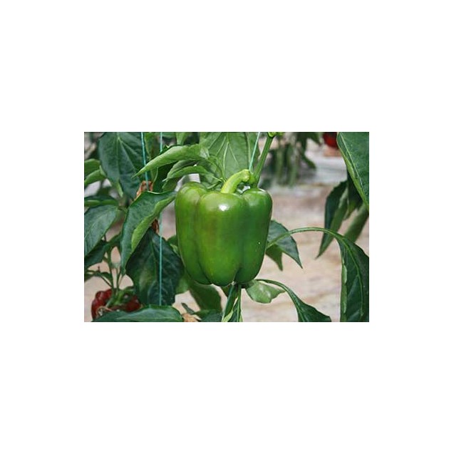 nan – Προσφέρει μοναδική αισθητική | iroots.gr