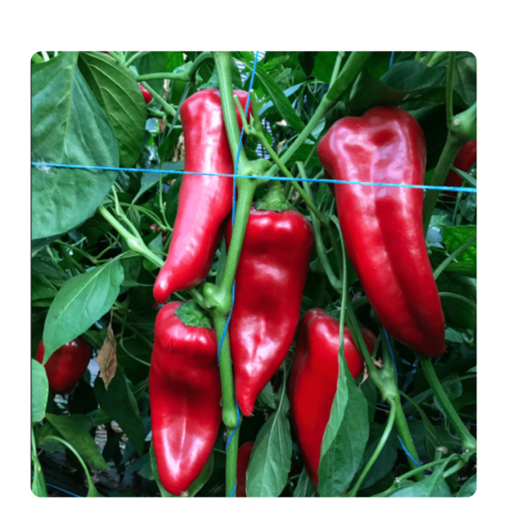 nan – Ταιριάζει σε κάθε μοντέρνο ή επαγγελματικό χώρο | iroots.gr