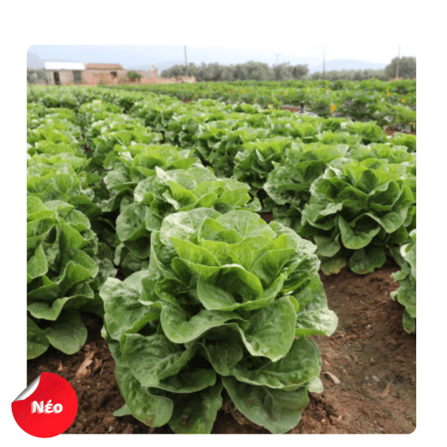Σπόρος Μαρούλι romaine IKARINA 5.000 χάπια Syngenta