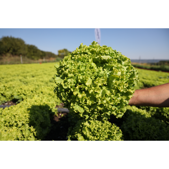 nan – Ταιριάζει σε κάθε μοντέρνο ή επαγγελματικό χώρο | iroots.gr