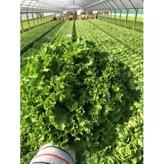 nan – Προσφέρει μοναδική αισθητική | iroots.gr