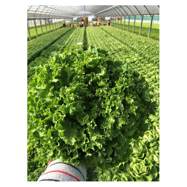 nan – Προσφέρει μοναδική αισθητική | iroots.gr