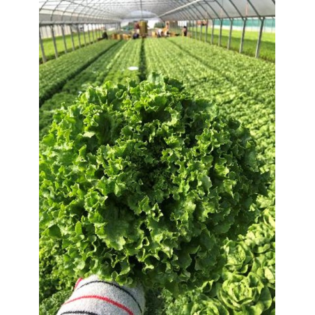 nan – Προσφέρει μοναδική αισθητική | iroots.gr