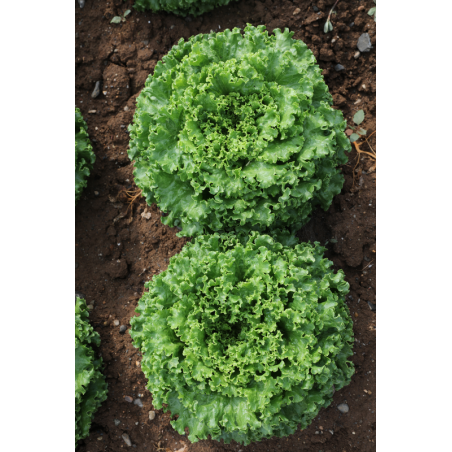 nan – Αναβαθμίζει άμεσα τον χώρο σου | iroots.gr