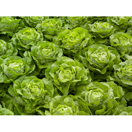 nan – Προσφέρει μοναδική αισθητική | iroots.gr