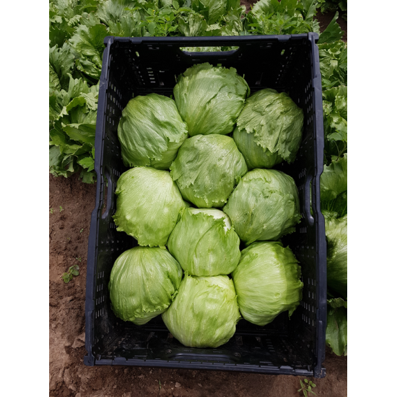 nan – Ταιριάζει σε κάθε μοντέρνο ή επαγγελματικό χώρο | iroots.gr