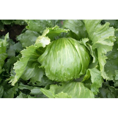 Σπόρος Μαρούλι iceberg ICE HIELO 5.000 χάπια Syngenta