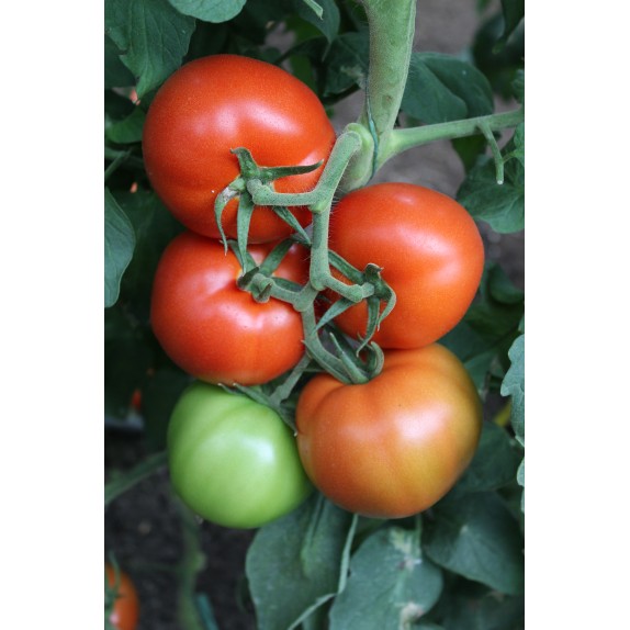 nan – Ταιριάζει σε κάθε μοντέρνο ή επαγγελματικό χώρο | iroots.gr