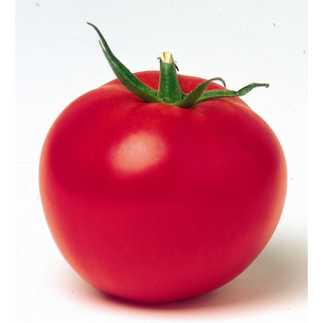 Σπόρος Τομάτα αναρριχώμενη CARMELLO F1 500 σπόρων Syngenta ΕΛΑΝΚΟ ΕΛΛΑΣ
