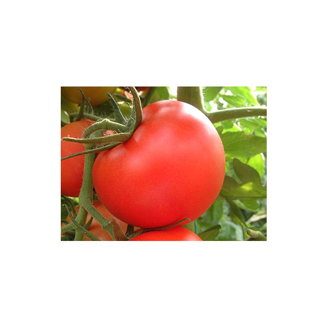 Σπόρος Τομάτα αναρριχώμενη DAFNIS F1 1.000 σπόρων Syngenta ΕΛΑΝΚΟ ΕΛΛΑΣ