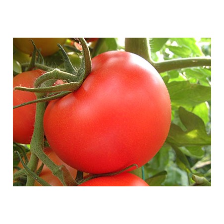 Σπόρος Τομάτα αναρριχώμενη DAFNIS F1 1.000 σπόρων Syngenta ΕΛΑΝΚΟ ΕΛΛΑΣ