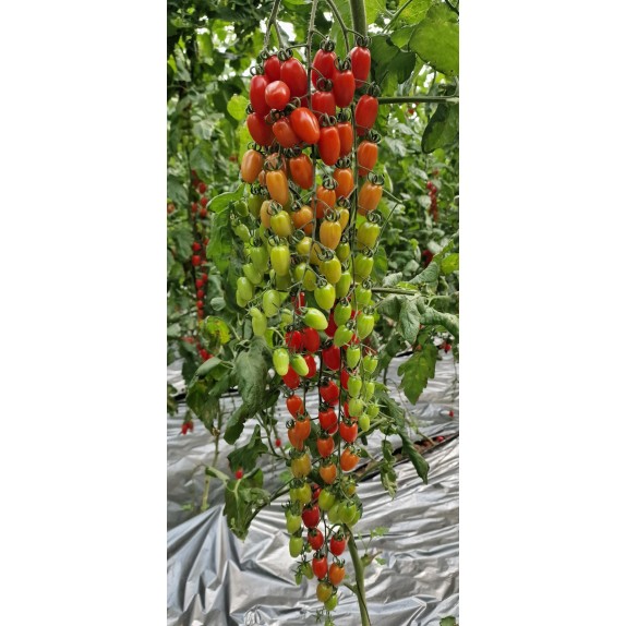 nan – Δημιουργεί αίσθηση πολυτέλειας χωρίς κόπο | iroots.gr