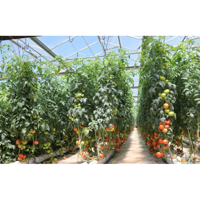 Σπόρος Τομάτα αναρριχώμενη GRUMIRA F1 1.000 σπόρων Syngenta