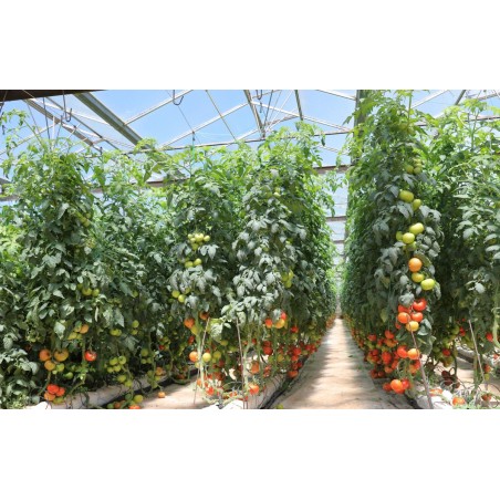 Σπόρος Τομάτα αναρριχώμενη GRUMIRA F1 1.000 σπόρων Syngenta