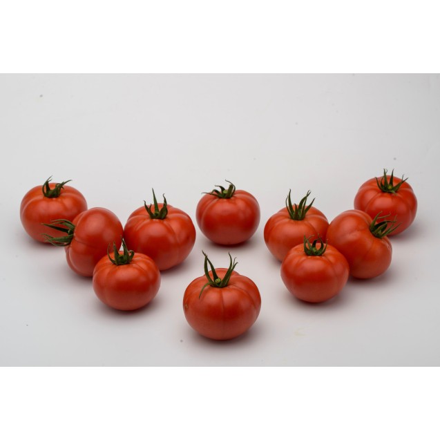 Σπόρος Τομάτα αναρριχώμενη IBETH F1 1.000 σπόρων Syngenta