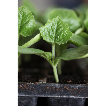 nan – Ταιριάζει σε κάθε μοντέρνο ή επαγγελματικό χώρο | iroots.gr