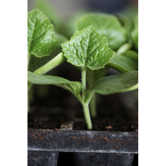 nan – Δημιουργεί αίσθηση πολυτέλειας χωρίς κόπο | iroots.gr