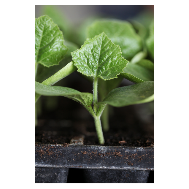 nan – Δημιουργεί αίσθηση πολυτέλειας χωρίς κόπο | iroots.gr