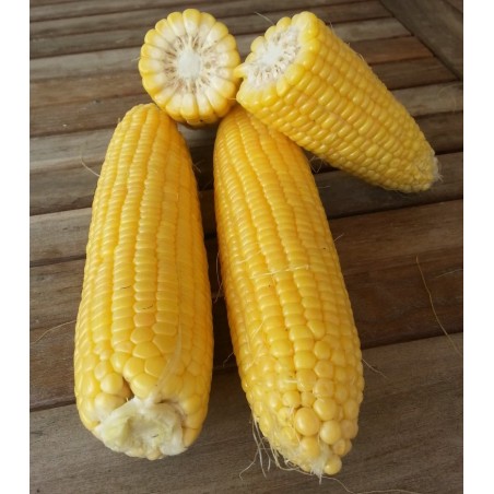 nan – Αναβαθμίζει άμεσα τον χώρο σου | iroots.gr