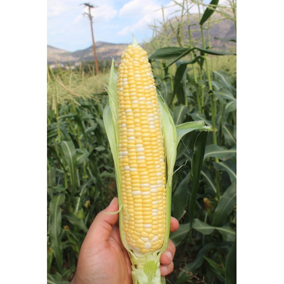 nan – Αναβαθμίζει άμεσα τον χώρο σου | iroots.gr