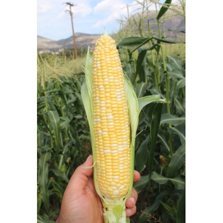 nan – Αναβαθμίζει άμεσα τον χώρο σου | iroots.gr