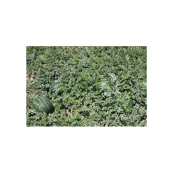 nan – Ταιριάζει σε κάθε μοντέρνο ή επαγγελματικό χώρο | iroots.gr