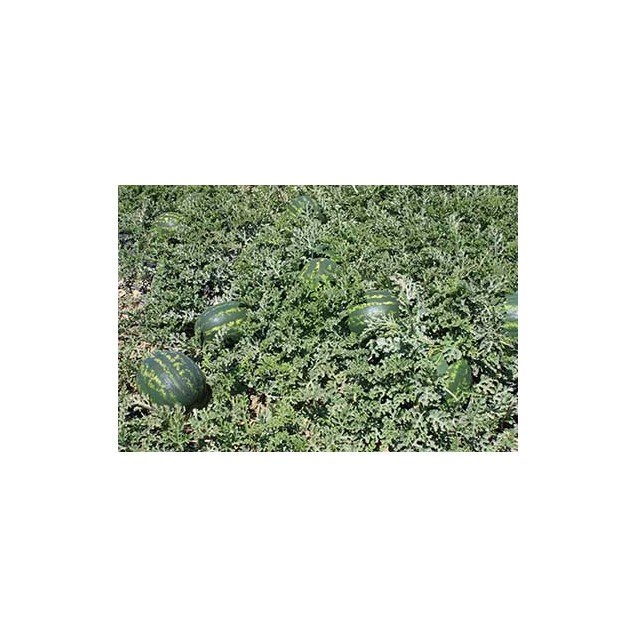 nan – Ταιριάζει σε κάθε μοντέρνο ή επαγγελματικό χώρο | iroots.gr