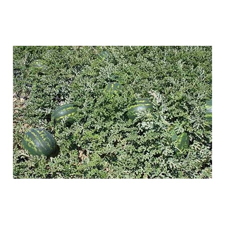 nan – Ταιριάζει σε κάθε μοντέρνο ή επαγγελματικό χώρο | iroots.gr