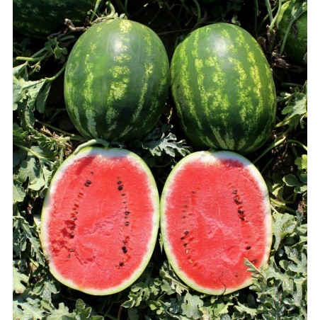 nan – Ταιριάζει σε κάθε μοντέρνο ή επαγγελματικό χώρο | iroots.gr