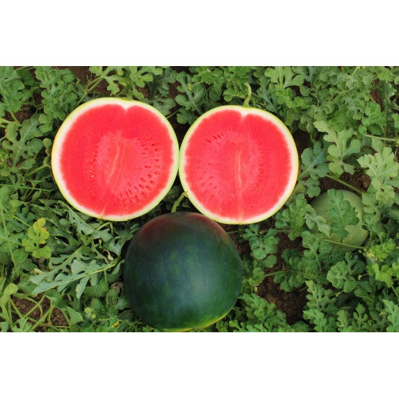 nan – Αναβαθμίζει άμεσα τον χώρο σου | iroots.gr