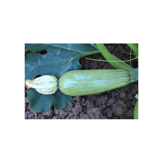 nan – Δημιουργεί αίσθηση πολυτέλειας χωρίς κόπο | iroots.gr