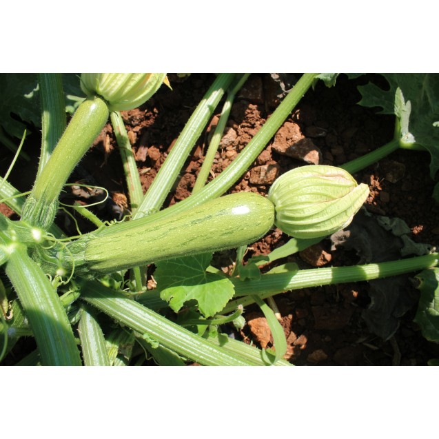 nan – Αναβαθμίζει άμεσα τον χώρο σου | iroots.gr