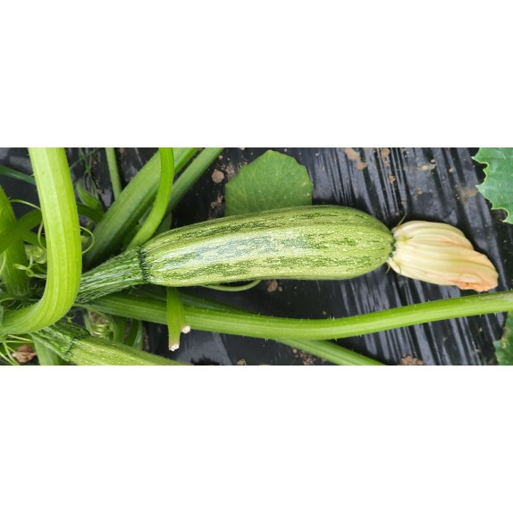 nan – Δημιουργεί αίσθηση πολυτέλειας χωρίς κόπο | iroots.gr