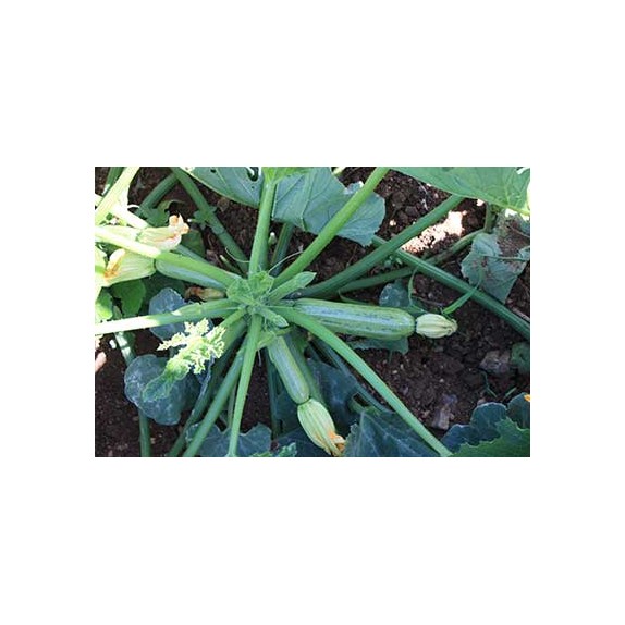 nan – Δημιουργεί αίσθηση πολυτέλειας χωρίς κόπο | iroots.gr