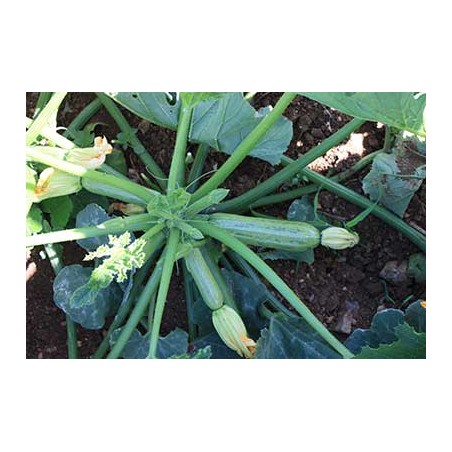 nan – Δημιουργεί αίσθηση πολυτέλειας χωρίς κόπο | iroots.gr