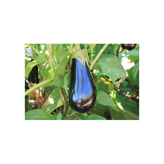 nan – Ταιριάζει σε κάθε μοντέρνο ή επαγγελματικό χώρο | iroots.gr