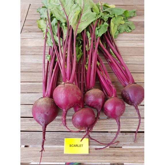 nan – Αναβαθμίζει άμεσα τον χώρο σου | iroots.gr