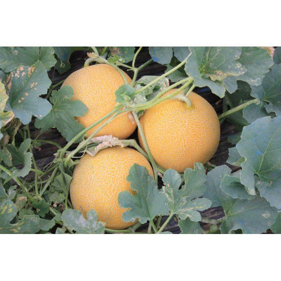 nan – Προσφέρει μοναδική αισθητική | iroots.gr