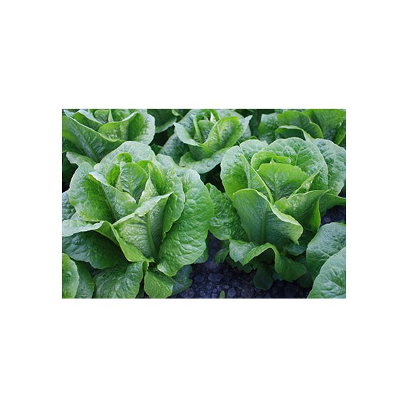 nan – Δημιουργεί αίσθηση πολυτέλειας χωρίς κόπο | iroots.gr