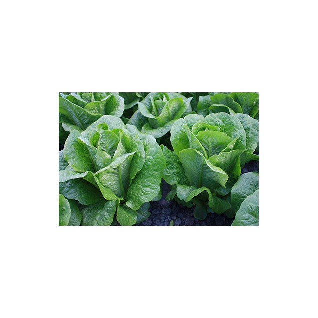 nan – Δημιουργεί αίσθηση πολυτέλειας χωρίς κόπο | iroots.gr