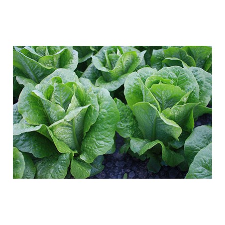 nan – Δημιουργεί αίσθηση πολυτέλειας χωρίς κόπο | iroots.gr