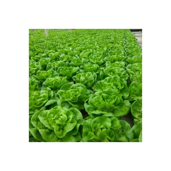 nan – Δημιουργεί αίσθηση πολυτέλειας χωρίς κόπο | iroots.gr