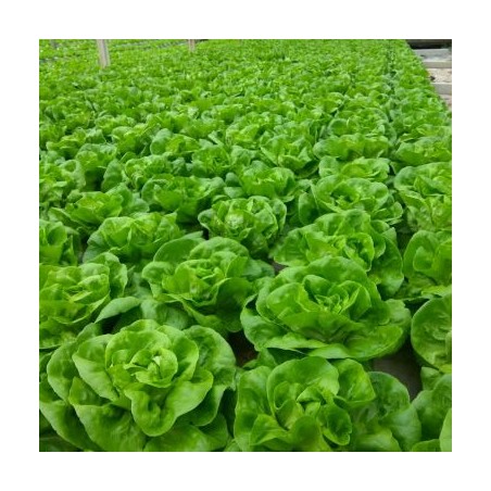 nan – Δημιουργεί αίσθηση πολυτέλειας χωρίς κόπο | iroots.gr