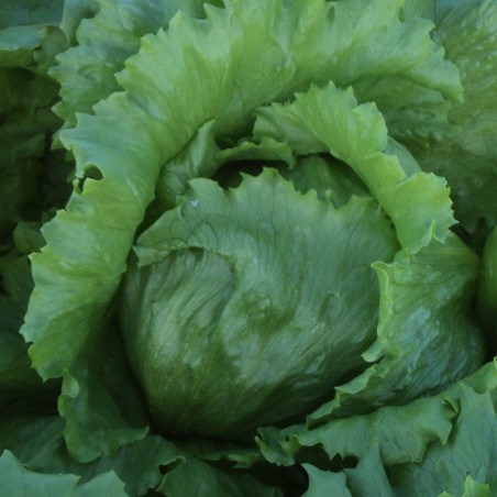 Σπόρος Μαρούλι iceberg TOYA (251) 5.000 χάπια ΕΛΑΝΚΟ ΕΛΛΑΣ