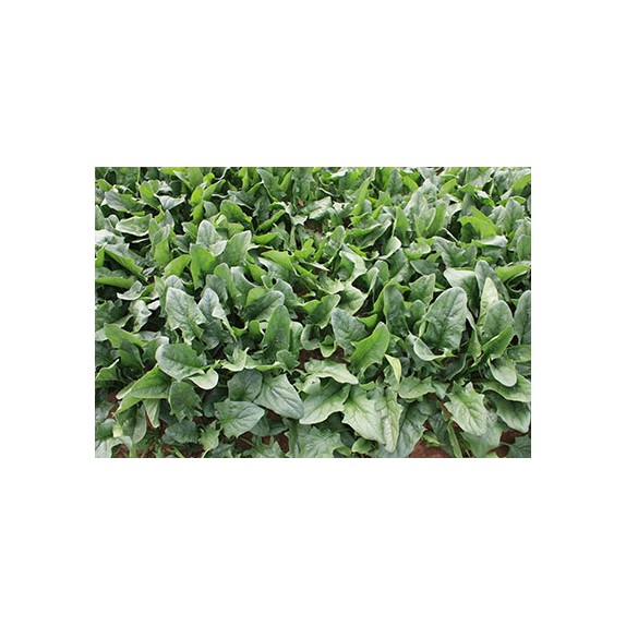 nan – Δίνει premium χαρακτήρα στο περιβάλλον | iroots.gr