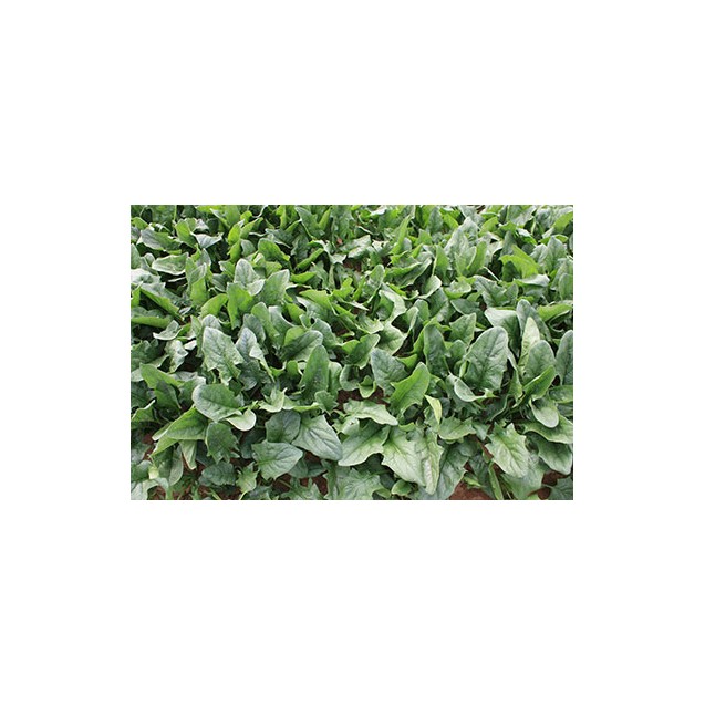 nan – Αναβαθμίζει άμεσα τον χώρο σου | iroots.gr