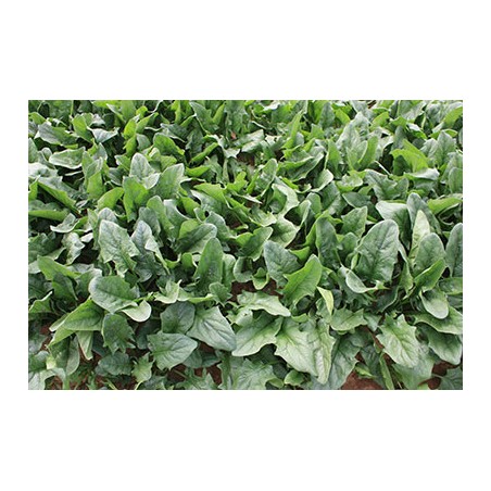 nan – Αναβαθμίζει άμεσα τον χώρο σου | iroots.gr