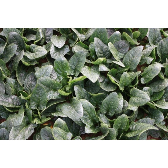 nan – Δίνει premium χαρακτήρα στο περιβάλλον | iroots.gr